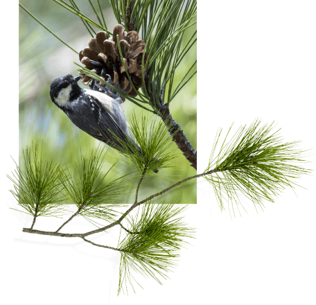 Pine Lodge bird emblem