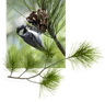 Pine Lodge bird emblem